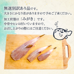 サバフグ むき身 500g 訳あり不揃い