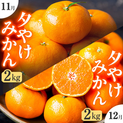 
            ＜発送月固定定期便＞「こたつの上の冬物語」夕やけみかん(2kg)＜C49-74＞全2回【4056125】
          