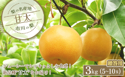 市川の梨　贈答用　甘太【3kg】（5〜10玉）　【12203-0331】