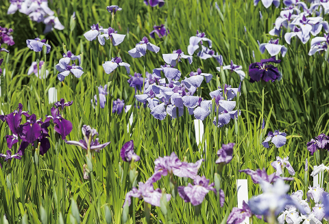 石照庭園　花しょうぶ　花菖蒲（アイリス）品種見計らい6株