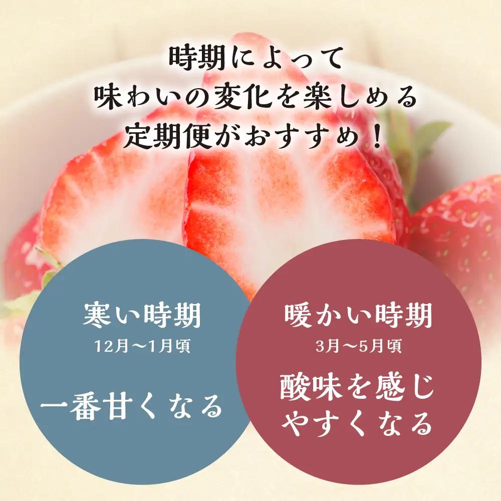 【定期便3回】【2027年1月より発送開始】いちご贅沢 紅ほっぺ 1kg ( 250g × 4p ) しあわせ苺 サイズ バラバラ 訳あり 訳アリ 含む 農園直送 フルーツ 苺 イチゴ 人気 本巣市 