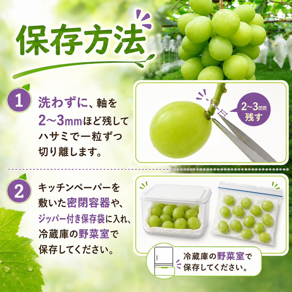 ぶどう 巨峰 葡萄 グレープ 果物 フルーツ 甘い おいしい 旬
