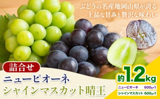 【2026年先行予約】 岡山県産 シャインマスカット「晴王」とニューピオーネ 計 1.2kg 株式会社はちや《2026年8月下旬‐9月下旬頃頃出荷》岡山県 浅口市 ぶどう 葡萄 フルーツ ギフト 果物 デザート 国産【配送不可地域あり】