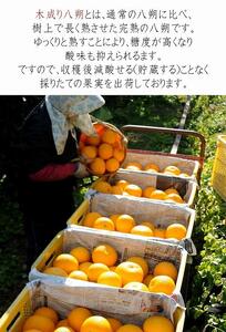木成り八朔6kg（大小混合）《ご家庭用》ちょっと訳あり　和歌山県より農園直送！まごころ産直みかん【北海道・沖縄県・一部離島 配送不可】はっさく　ハッサク　みかん  わけあり 訳アリ　樹上完熟