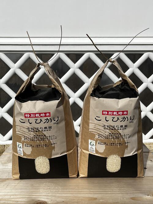【ふるさと納税】そねはら農園　【穂高有明産】特別栽培米こしひかり「精米20kg」 【信州 安曇野 安曇野産 コシヒカリ 特別栽培米 お米 ごはん ご飯】