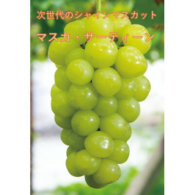 【ふるさと納税】【2026年先行予約】10月中旬より発送「牧丘天空マスカ・サーティーン」約1kg(2～3房)【配送不可地域：離島】【1582590】
