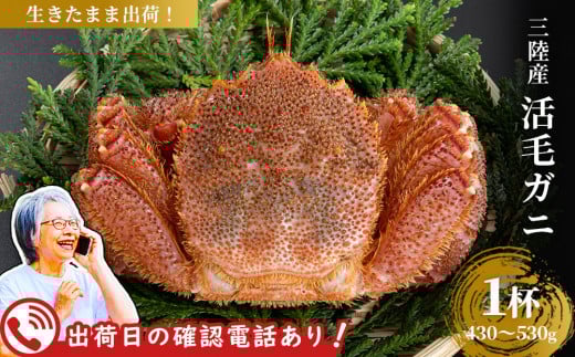 fc-40-001 【出荷前にお電話します！】 活毛ガニ 1杯 (430g～530g) 三陸産【令和8年2月上旬～4月頃お届け】ヤマコー片桐鮮魚店