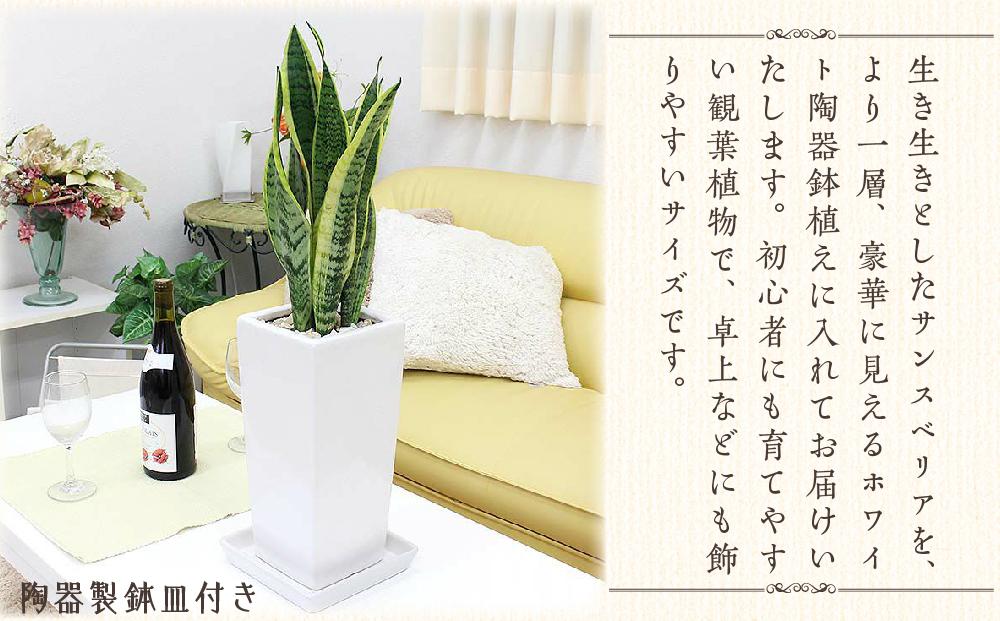【観葉植物】サンスベリア ホワイト陶器鉢 6号 ストレート 高さ：約55～70cm ｜観葉植物 インテリア 部屋 おしゃれ 福岡県筑前町 送料無料
