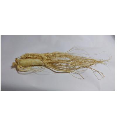 ふるさと納税 長野県 生高麗人参 6年生 省き品 約80g/1本【 栽培期間中低農薬 】信州産 朝鮮人参