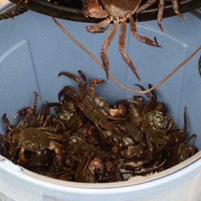 ふるさと納税 四万十市 濃厚な旨み!清流四万十川・天然モクズガニ 約1kg(大小混合) R7 |  | 01
