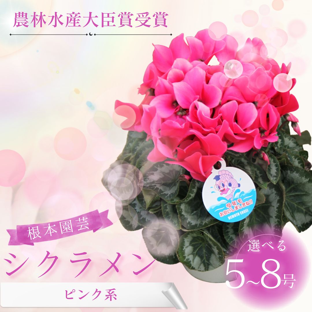 【ふるさと納税】【2026年 先行予約 】 シクラメン ピンク系 選べる種類 | 花 お花 ガーデンシクラメン レッド 赤 花ギフト フラワーギフト 鉢花 鉢植え ギフト プレゼント 贈答 農林水産大臣賞受賞 根本園芸 aj005