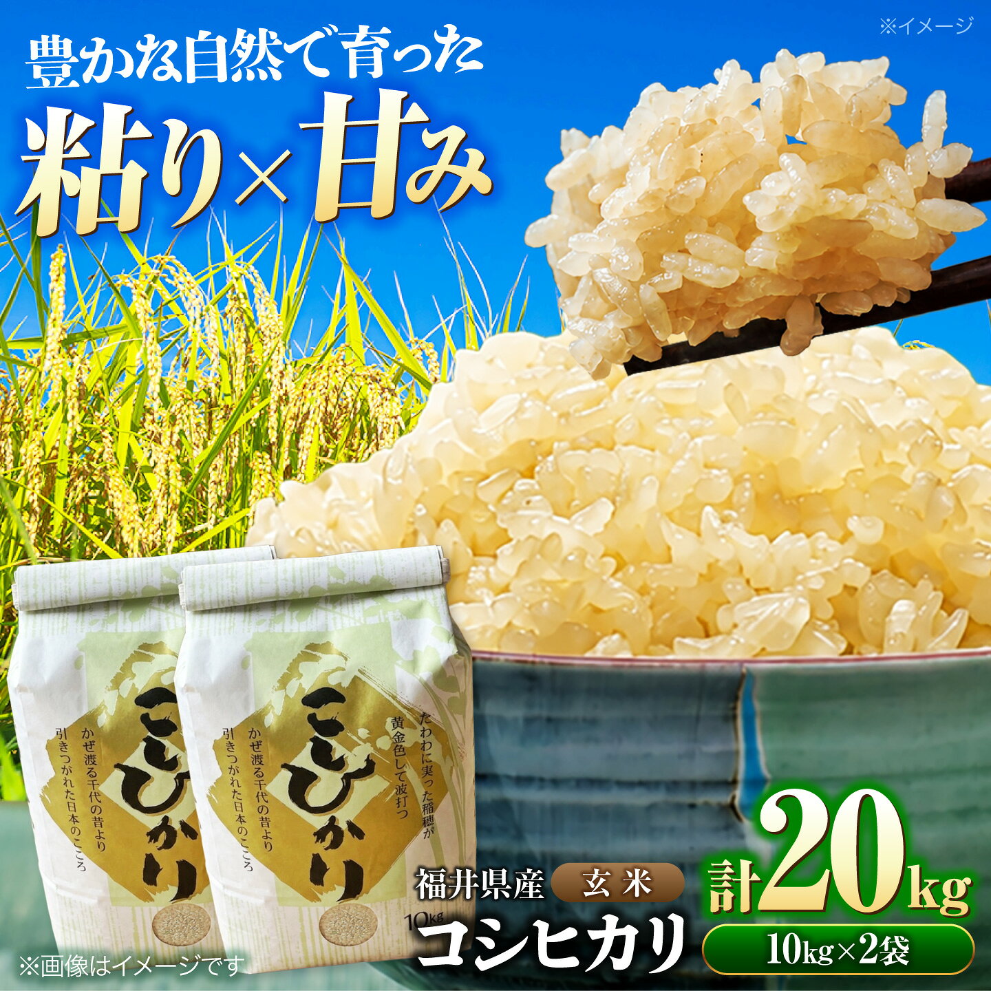 【ふるさと納税】【先行予約/9月中旬以降発送】福井県産 コシヒカリ 玄米 10kg×2 （20kg）米 お米 こしひかり / 小浜市[BFDG008]
