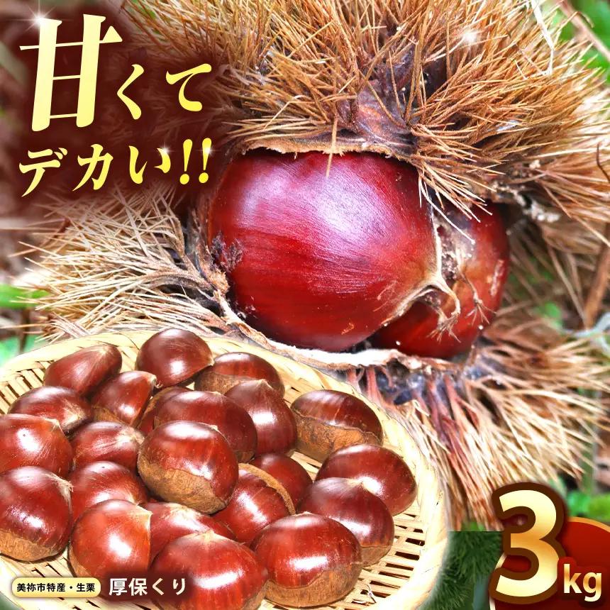 【先行予約】甘くて デカい ! 厚保くり ( 生栗 ) 3kg 山口美祢産 先行予約 ＜2026年10月上旬 ～ 11月中旬 発送予定＞
