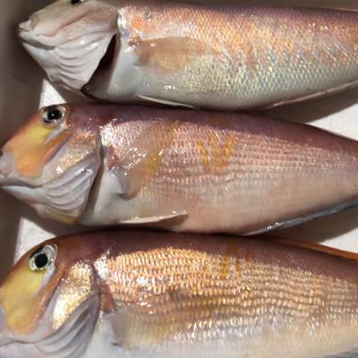 ふるさと納税 八幡浜市 竹中水産の「甘鯛(赤又は白)1.5キロ前後」【H22-261】 |  | 03