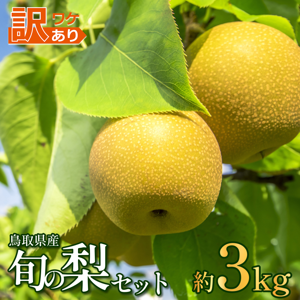 先行予約 訳あり 鳥取県産旬の梨セット 3kg｜鳥取 果物 フルーツ なし 梨 ※発送は10月以降【41045】