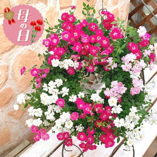 【ふるさと納税】 【先行予約】 母の日に！ レンゲローズ 四季咲き ミニバラ リング植え 花 バラ 薔薇 リース リング仕立て バスケット 贈り物 お祝い 植物 季節 生花 フラワー ギフト 母の日 2026年5月から順次発送 オンライン決済限定 静岡県 藤枝市