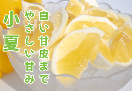 小夏 1.5kg 贈答 ギフト用  日向夏 ニューサマーオレンジ 柑橘 みかん ノーワックス こなつ くだもの 果物 産直 旬の果物 お取り寄せ 産地直送 フルーツ 爽やか スッキリ 甘い 高知県 大