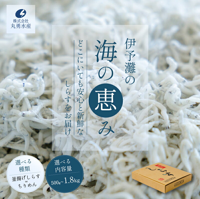 【ふるさと納税】 選べる しらす ちりめん 500g ～ 1.8kg 訳あり 一級品 | 冷凍 しらす ちりめんじゃこ しらす干し ごはんのお供 おつまみ 酒の肴 便利 簡単調理 おかず 惣菜 しらす丼 グルメ 食品 魚 魚介 海鮮 シラス 贈答 ギフト 愛媛県 松前町