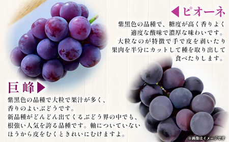 ＜西予の美味しいぶどう セレクトセット／マスカット＆黒系 約2kg＞ 果物 くだもの フルーツ ぶどう 葡萄 ブドウ セット 詰め合わせ つめあわせ 食べ比べ お楽しみ おまかせ 野菜ソムリエ 食べて