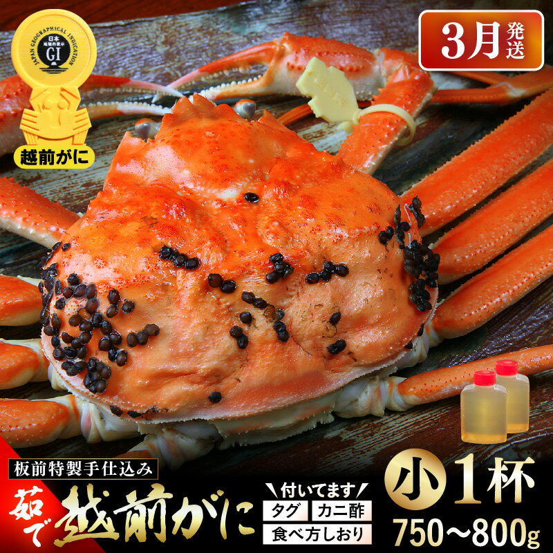 【ふるさと納税】≪茹で≫越前がに小（タグ付き）1杯（生で750～800g）カニ酢90cc付 板前特製手仕込み 食べ方しおり付き【雄 ズワイガニ かに カニ 蟹 越前ガニ 姿 ボイル 冷蔵 福井県】【3月発送分】希望日指定可 備考欄に電話番号をご記入ください