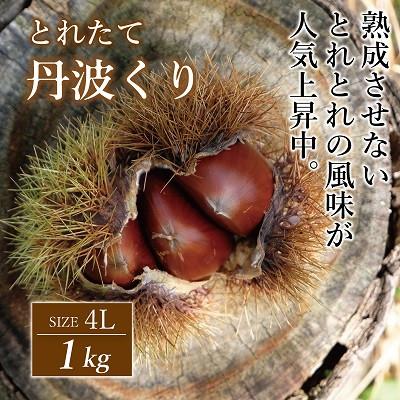 ふるさと納税 京丹波町 とれたて 丹波くり 4L 1kg(京都 京丹波町産 生栗)