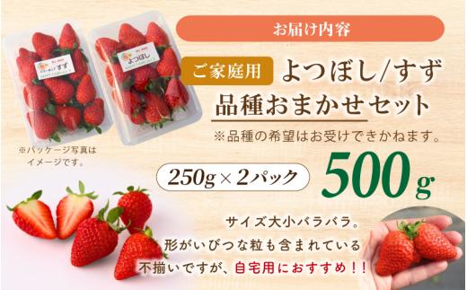 【ご家庭用】 いちご よつぼし すず 品種おまかせ 500g （250g × 2パック） いちご 【hfpr004-01】