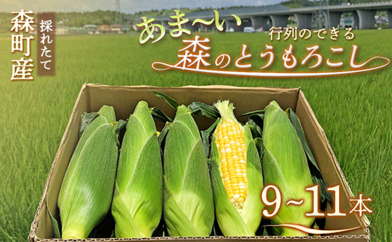 とうもろこし 先行予約 森のとうもろこし 10～11本 しんちゃん農園 大人気 甘い 野菜 夏野菜 旬 夏 高糖度 産地直送 旬の野菜 季節の野菜 おやつ 行列のできる コーン 先行 予約 2025 