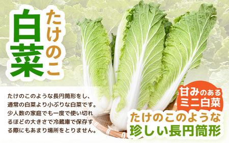 【先行予約】甘みのあるミニ白菜！「たけのこ白菜」4玉（1玉 約1kg）合計4kg以上 【2025年10月中旬より順次発送】【産地直送 野菜 冷蔵 ミニ白菜 生野菜 鍋もの野菜 サラダ野菜  スープ 炒
