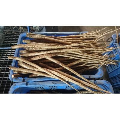 ふるさと納税 大分市 白肌ごぼう茶F_I03015 |  | 03