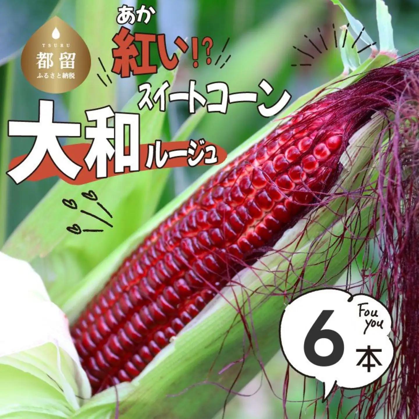【2027年先行予約】山梨県都留市産 紅いスイートコーン 大和ルージュ (6～8本)｜希少な赤いとうもろこし 甘い スイートコーン トウモロコシ 産地直送 送料無料【浅田農園】