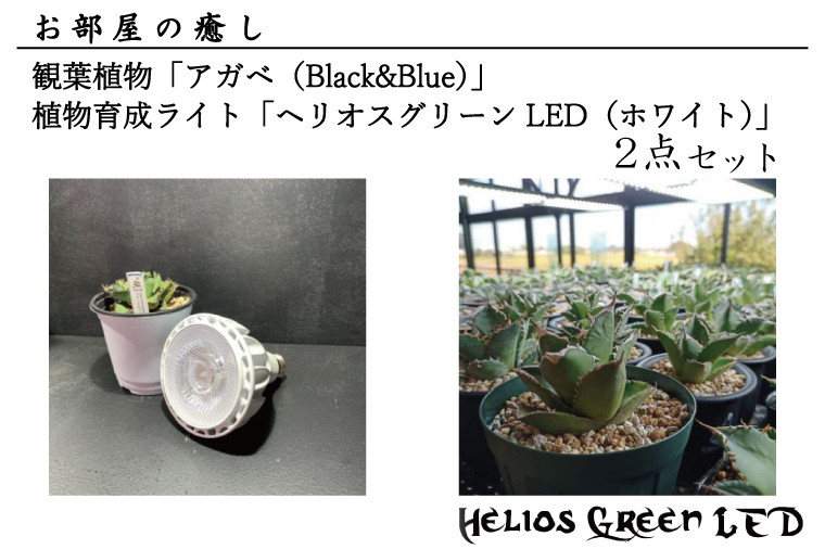 
BN009-1　お部屋の癒し　観葉植物「アガベ（Black&Blue）」と植物育成ライト「ヘリオスグリーンLED（ホワイト）」の2点セット
