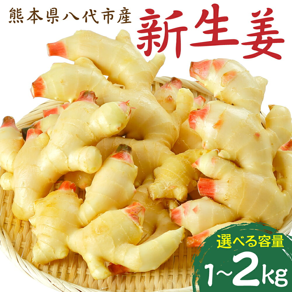【ふるさと納税】【先行予約】 熊本県八代市産 新生姜1kg～2kg 【選べる容量】 季節限定 しょうが ショウガ ガリ ジンジャー 野菜 食品 温活 冷え対策 旬 送料無料 【2026年9月上旬より順次発送】