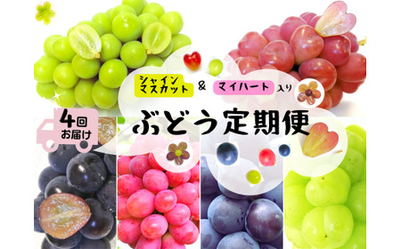 岡山 シャインマスカット ＆ マイハート 入り！新鮮 ぶどう 定期便 ×4回コース 2026年先行予約【2026年9月下旬～】【hfbd-tkb008-02】