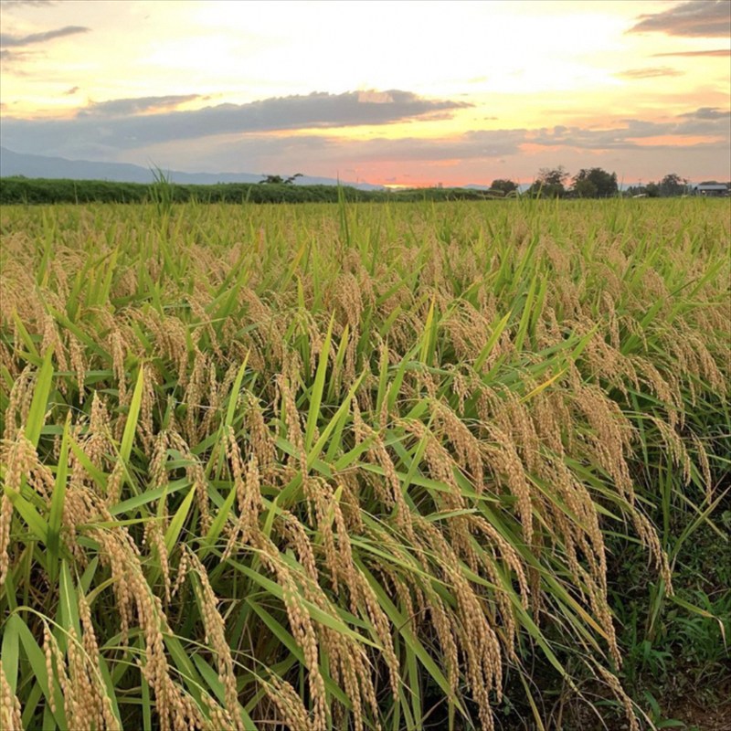 【1月上旬配送】令和7年産　新潟県 清里産コシヒカリ 10kg 上越市　白米　こめ　新潟 新潟県産 上越