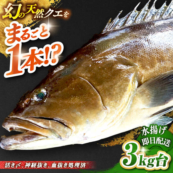 【ふるさと納税】天然クエ（3キロ台・丸もの） 《壱岐市》【壱岐島　玄海屋】[JBS041] クエ 魚 刺身 しゃぶしゃぶ 220000 220000円 22万円 のし プレゼント ギフト