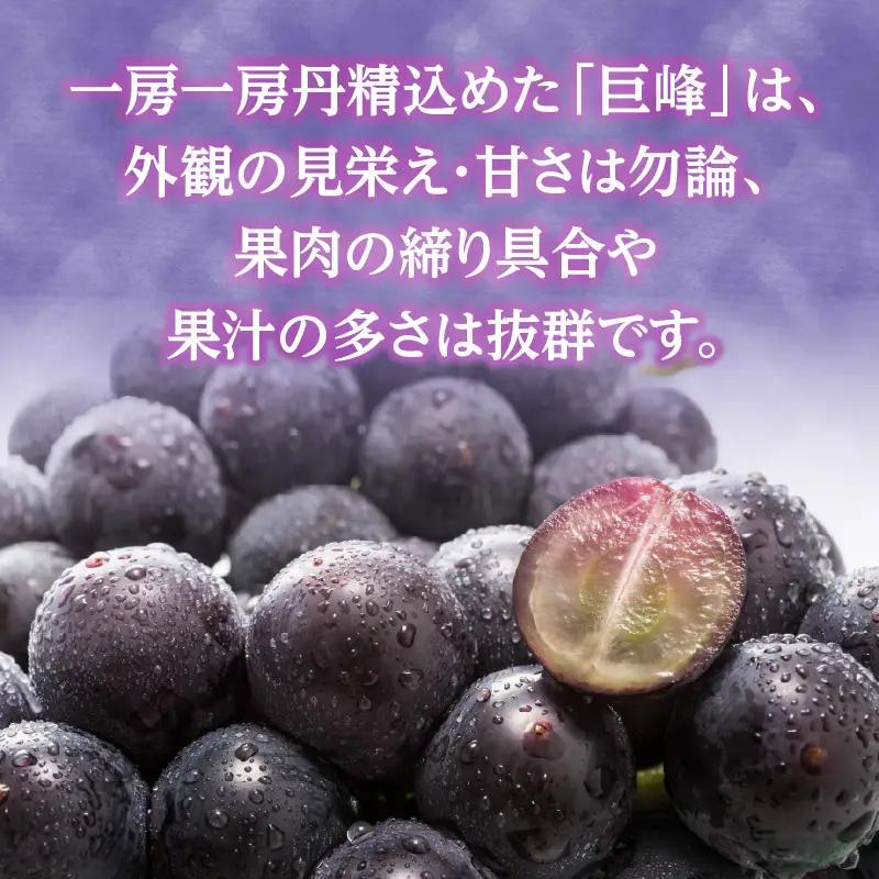 【先行受付】種なし 巨峰 1.4kg（350g×4パック）｜2026年7月上旬～発送予定 産地直送 種なし巨峰 甘い巨峰 ジューシーな巨峰 大粒な巨峰 002-006