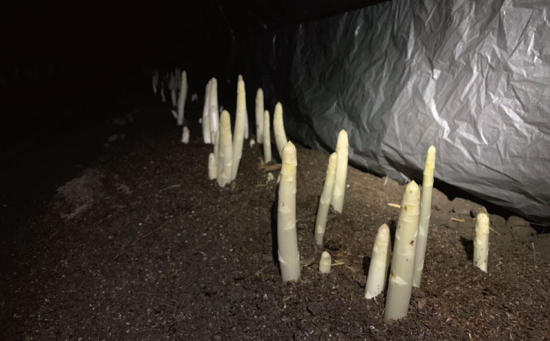 北海道栗山町産 極太ホワイトアスパラ（4Lサイズ以上）1kg オジファーム