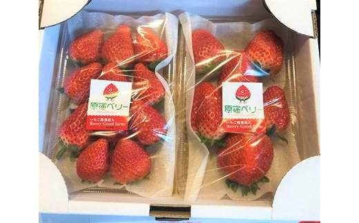 
            【先行予約受付】≪2026年2月発送≫【数量限定！】「完熟 朝摘み」原宿ベリー  約250g×2パック | いちご イチゴ 栃木【フルーツ 果物 くだもの 食品 人気 おすすめ 】
          
