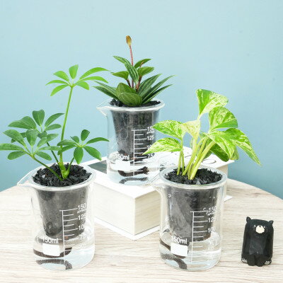 【ふるさと納税】ウォータリウム　ビーカーM　炭植え3個セット【オススメの観葉植物でお届け】【配送不可地域：沖縄県】【1604668】