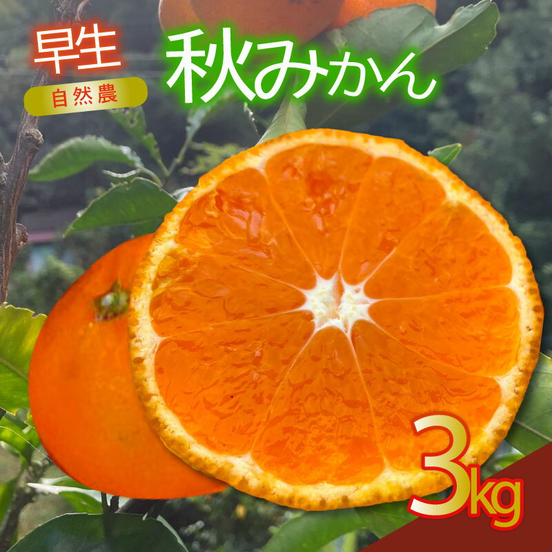 【ふるさと納税】 早生 秋みかん 訳あり 約3kg 自然農法 柑橘 国産 フルーツ 旬 みかん 蜜柑 オーガニック 無農薬 農家直送 産地直送 西浦産 甘い 新鮮 ジューシー ビタミンC 健康 美容 おやつ デザート 贈り物 家族向け 沼津市 静岡県