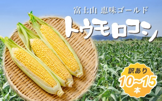 【2026年収穫分先行予約】【訳あり】富士山 恵味ゴールド トウモロコシ　10～15本
