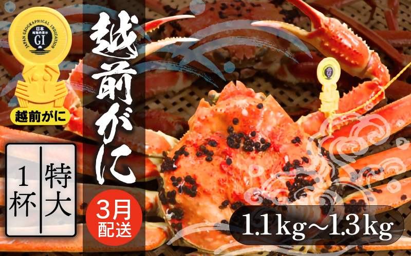 
            越前がに本場の越前町からお届け！越前がに 浜茹で 特大サイズ（生で1.1～1.3kg） × 1杯【かに カニ 蟹】【福井県 越前町 雄 ズワイガニ ボイル 冷蔵 越前ガニ 越前かに 越前カニ ずわいがに ずわい蟹 かに カニ 蟹】【3月発送分】希望日指定可 備考欄に希望日をご記入ください [e22-x008_03]
          