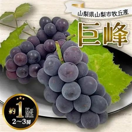 2026年発送 山梨県山梨市牧丘産 巨峰 約1.0Kg以上 2～3房【配送不可地域：離島】【1319471】