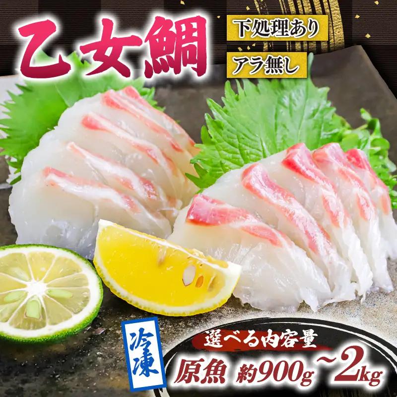 乙女 鯛 2尾 ロイン 原魚 約 2kg 冷凍 ブランド 真鯛 高知県 須崎市 ks049