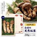 【ふるさと納税】2024年 山形県産 天然 松茸 つぼみ 250g(3～5本) F2Y-1129
