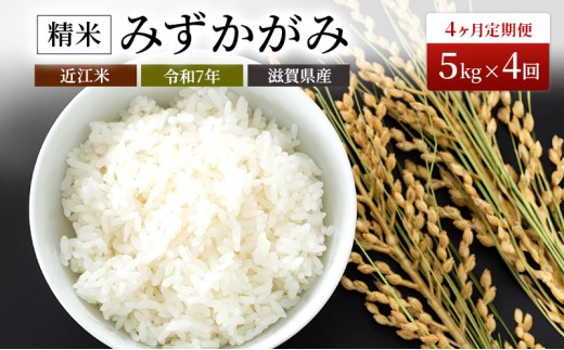 
                  【令和7年産】 みずかがみ 米 定期便 近江米 5kg 白米 5kg×4ヶ月 豊かな郷の近江米 こめ 滋賀県 豊郷町
                