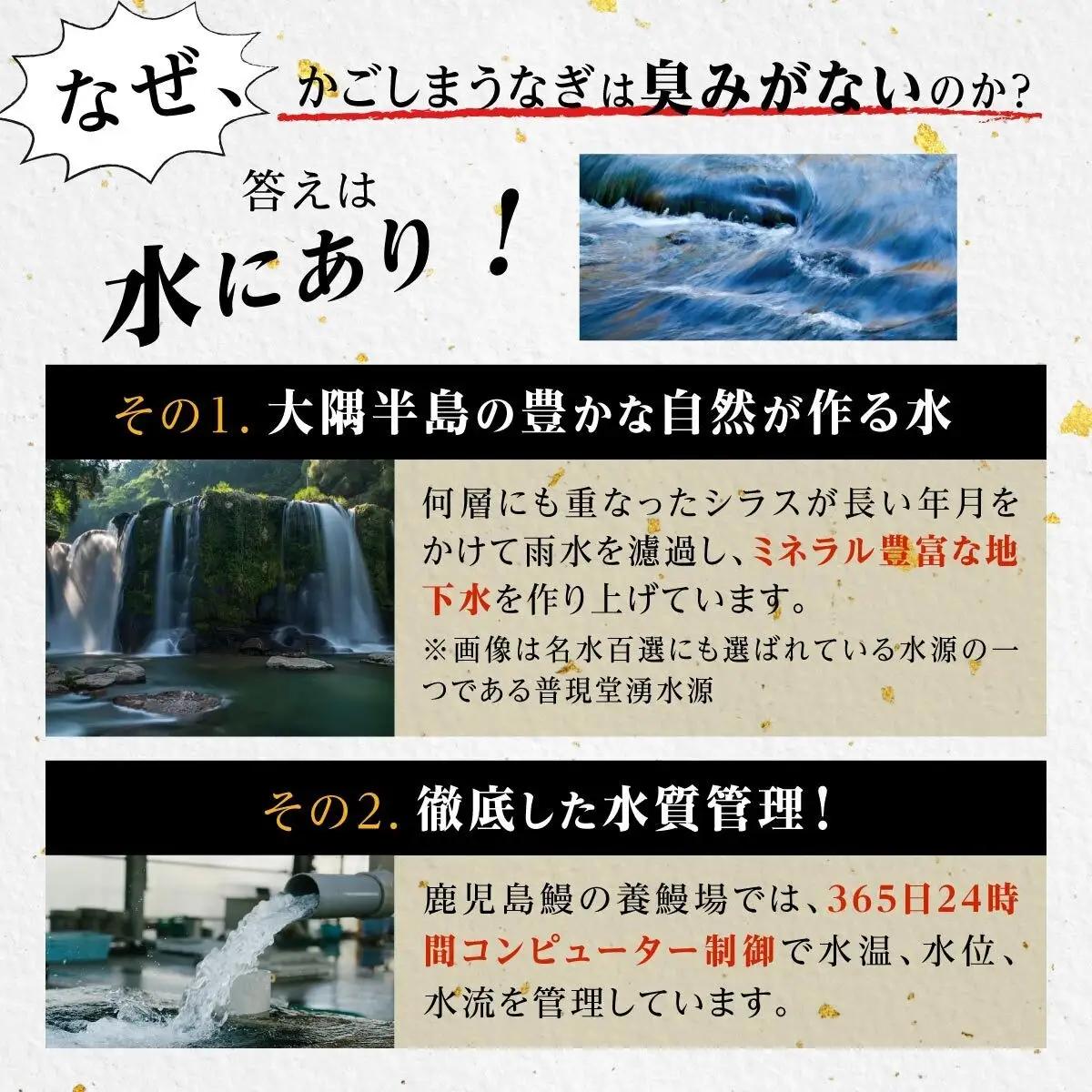 【6回定期】うなぎ 蒲焼 170g×2尾【鹿児島産】地下水で育てた絶品鰻｜国産 うなぎ 鰻 蒲焼 かばやき 魚 魚介 魚貝 海鮮 うな重 ひつまぶし ギフト 人気 おすすめ 大崎町 大隅半島