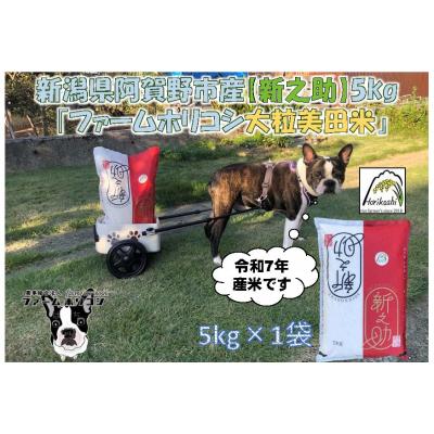 ふるさと納税 阿賀野市 【令和7年産先行受付】阿賀野市産新之助「ファームホリコシ 新之助」5kg 白米 精米