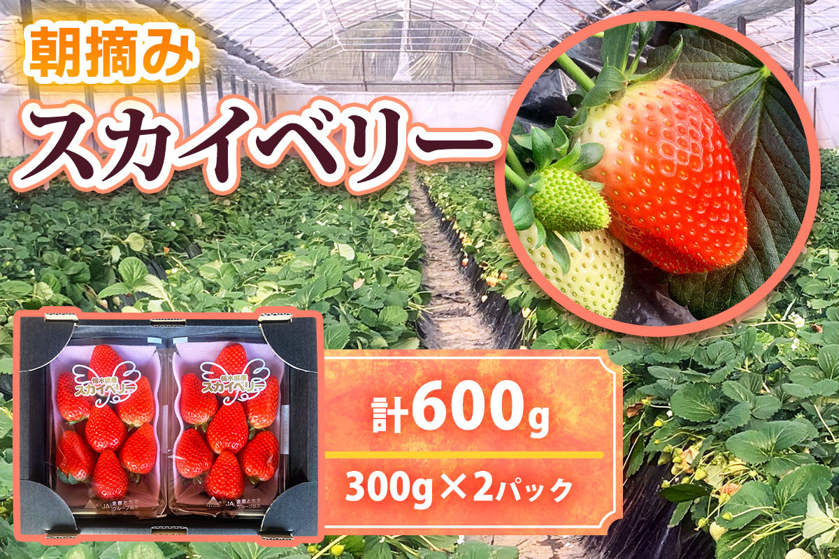 
             [12月中旬より順次発送予定]朝採りスカイベリー 600g (300g×2パック)｜いちご イチゴ 苺 フルーツ 果物 産地直送 矢板市産 栃木県産 先行予約 
          