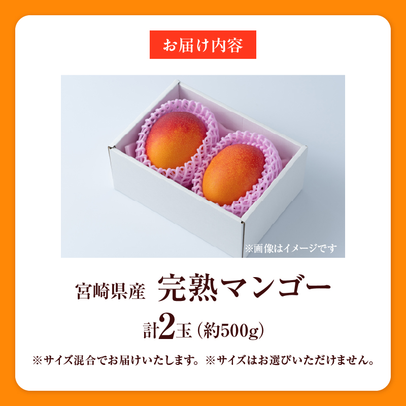 BD106-25_数量限定 宮崎県産 完熟マンゴー 2玉 約500g 期間限定 フルーツ スイーツ 果物 くだもの 食品 グルメ デザート 国産 産地直送 人気 おすすめ 宮崎県 日南市 送料無料_イ